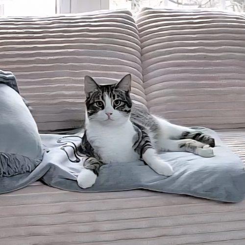 Courage, Adoptable, Young Male Tabby & Domestic Short Hair.