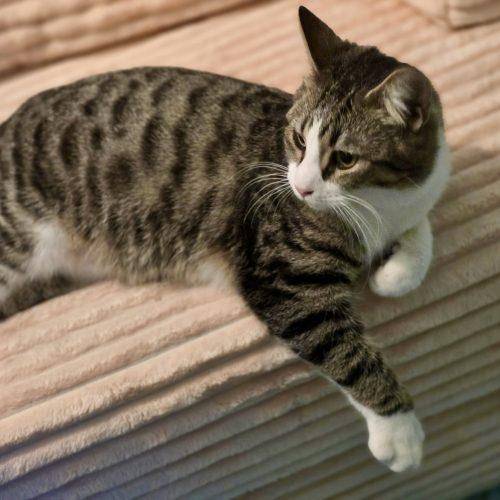 Courage, Adoptable, Young Male Tabby & Domestic Short Hair.