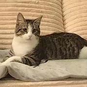 Enlarge Courage, a Adoptable mixed breed in Knoxville, TN image 4/5