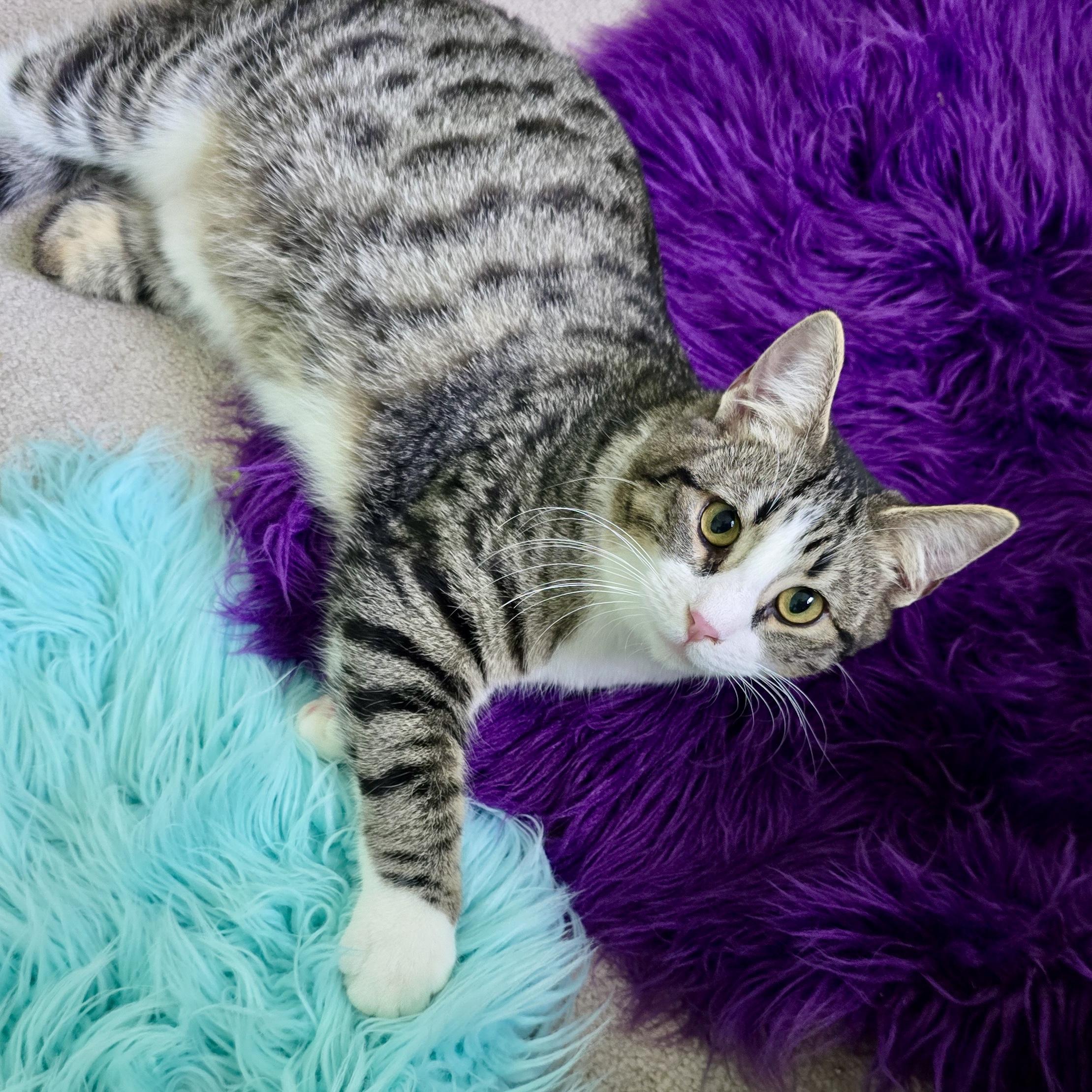 Enlarge Courage, a Adoptable mixed breed in Knoxville, TN image 5/6