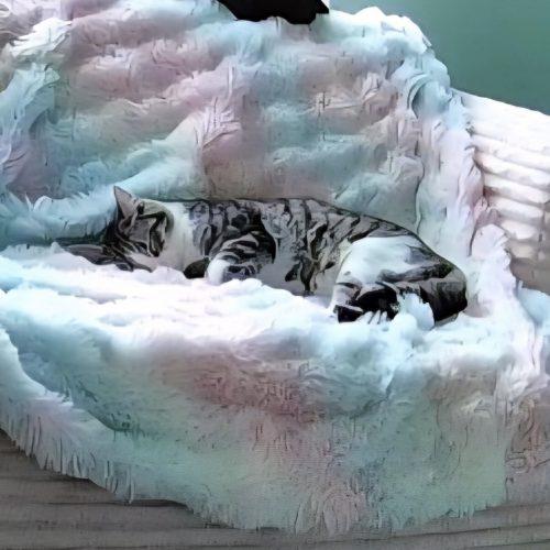 Enlarge Courage, a Adoptable mixed breed in Knoxville, TN image 5/5