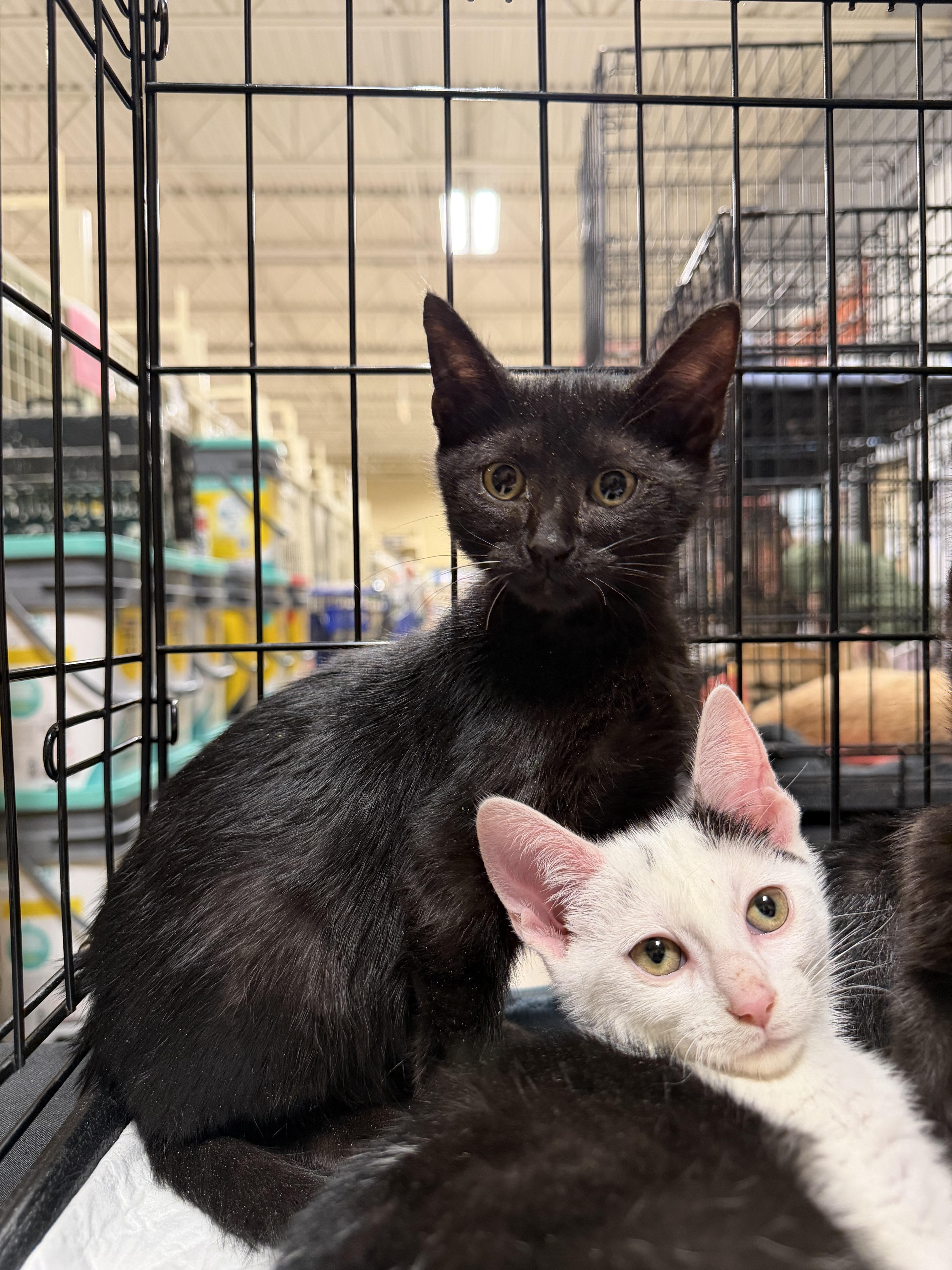 Enlarge Krobus (BC), a ADOPTABLE Domestic Short Hair in Simpsonville, SC image 1/1