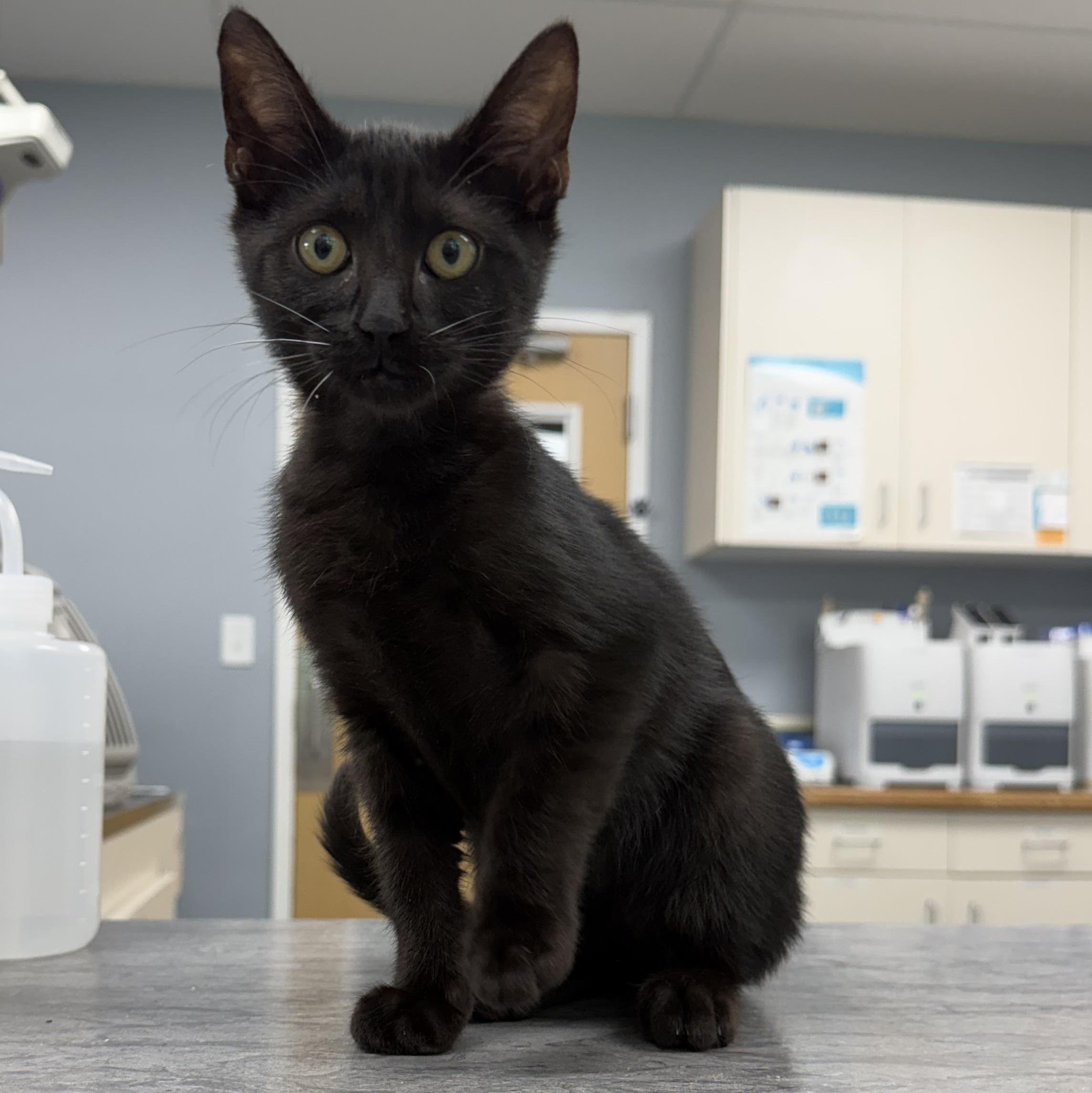 Enlarge Krobus (BC), a ADOPTABLE Domestic Short Hair in Simpsonville, SC image 2/3