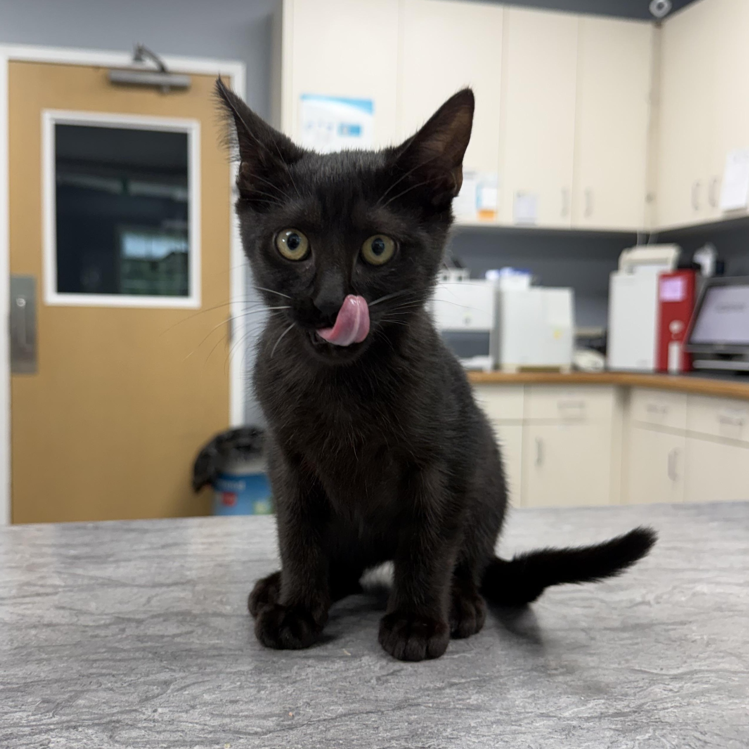 Krobus (BC), ADOPTABLE, Kitten Male Domestic Short Hair.