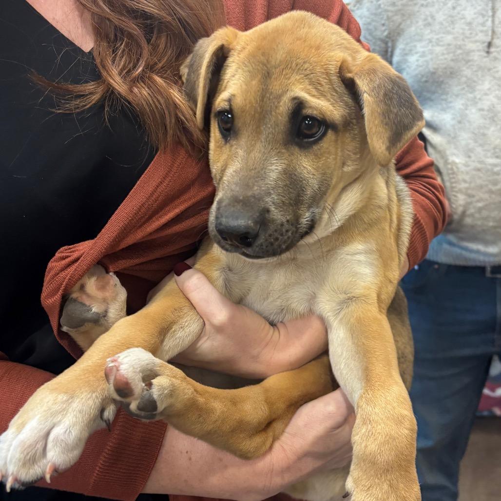 Enlarge Wolverine, a Adoptable mixed breed in Norman, OK image 1/1