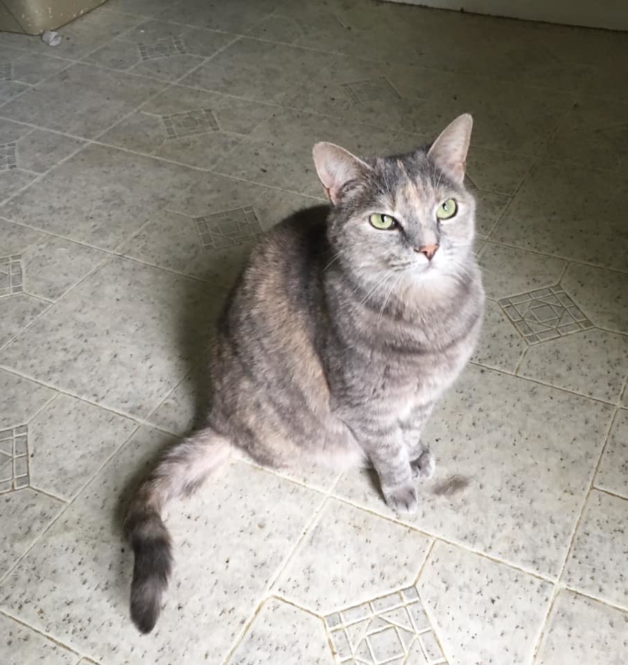 Tamika, a Adoptable Domestic Short Hair in Stuart, VA image 1/4