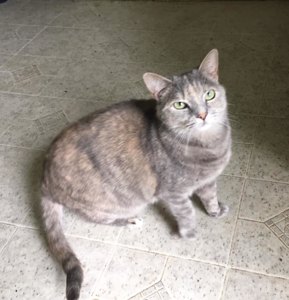 Tamika, a Adoptable Domestic Short Hair in Stuart, VA image 2/4