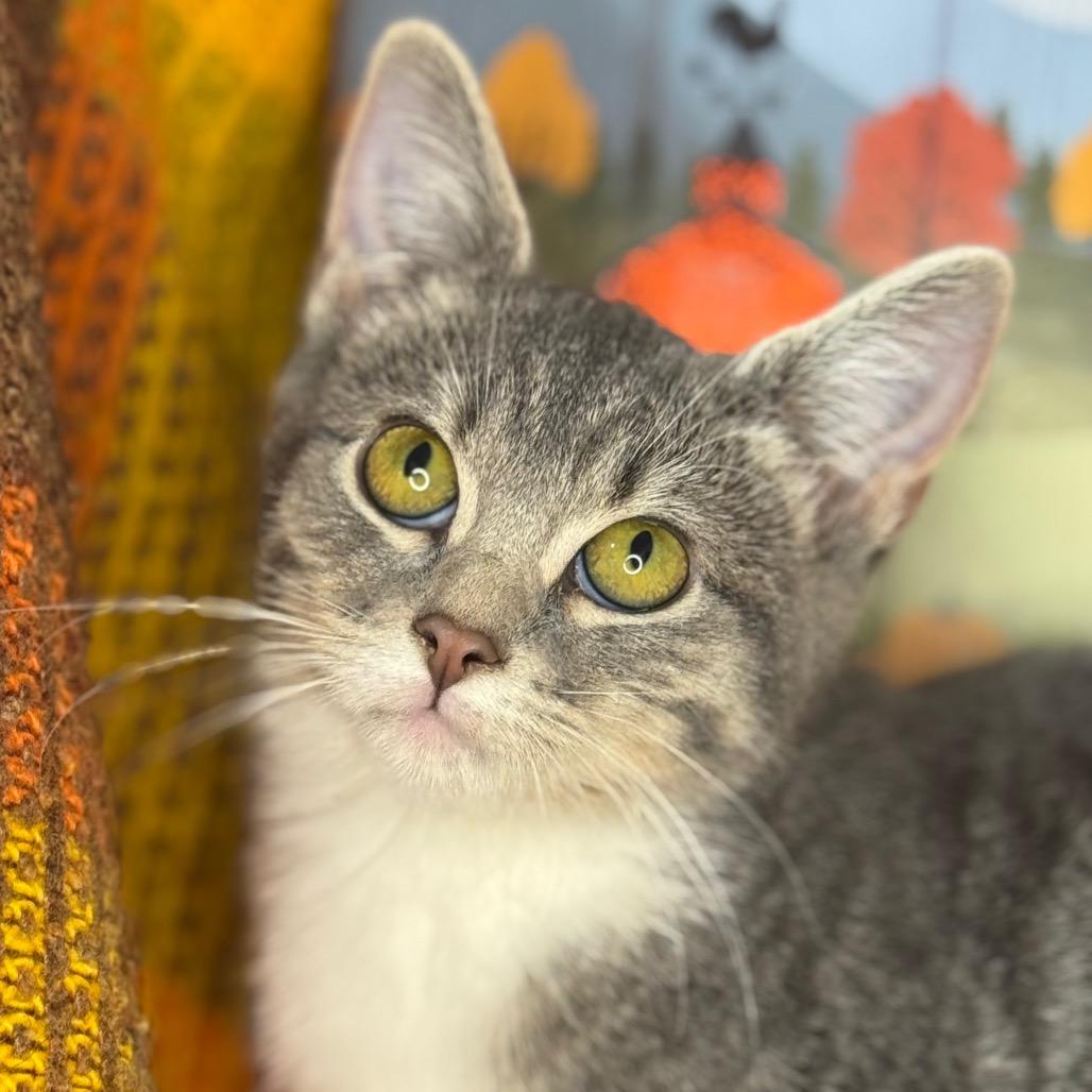 Enlarge Aster, a Adoptable mixed breed in Mount Vernon, IL image 1/2