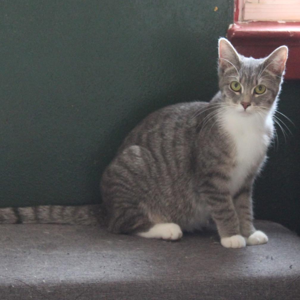 Enlarge Aster, a Adoptable mixed breed in Mount Vernon, IL image 2/2