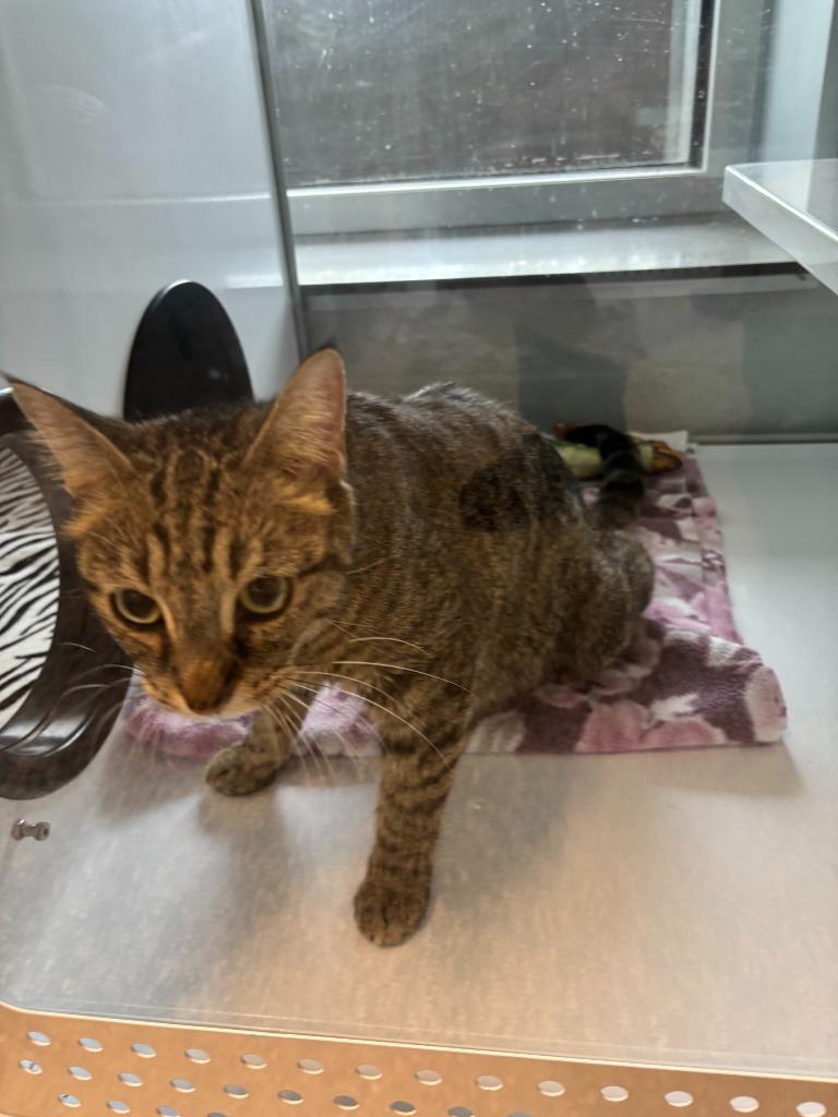 Enlarge Lazy Susan, a Adoptable Abyssinian in Mustang, OK image 1/1