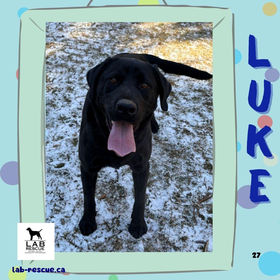 Luke, adopted, Young Male Labrador Retriever.