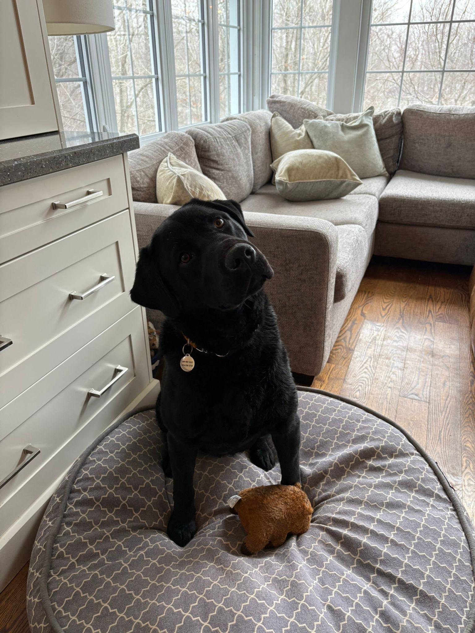 Enlarge Luke, an adopted Labrador Retriever in Oakville, ON image 5/6