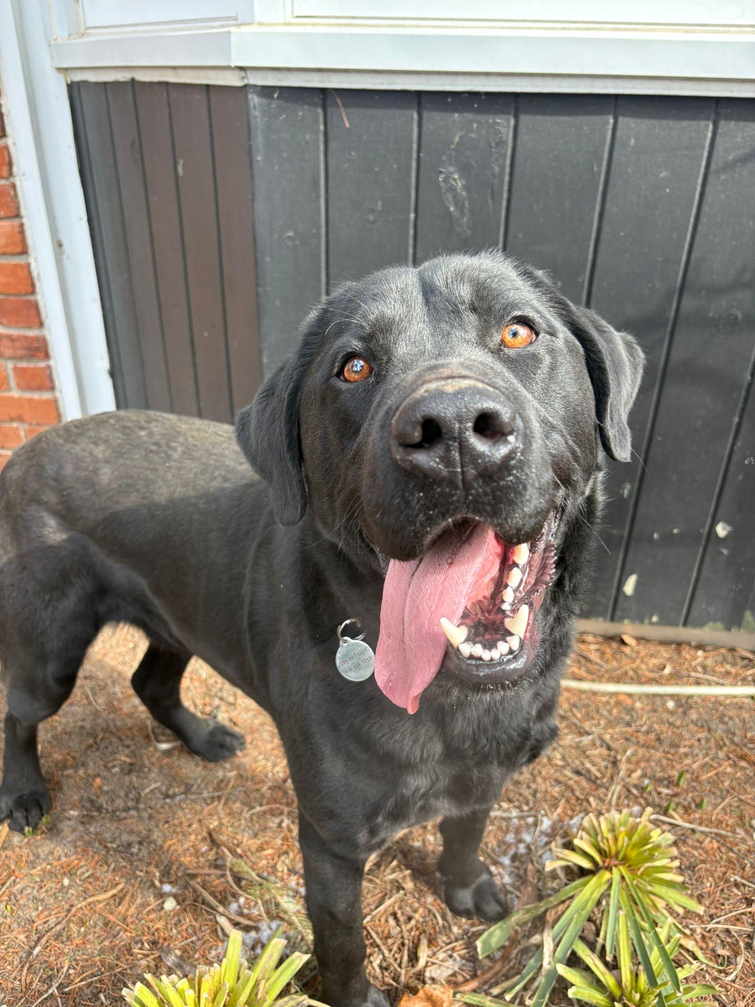 Enlarge Luke, an adopted Labrador Retriever in Oakville, ON image 2/6