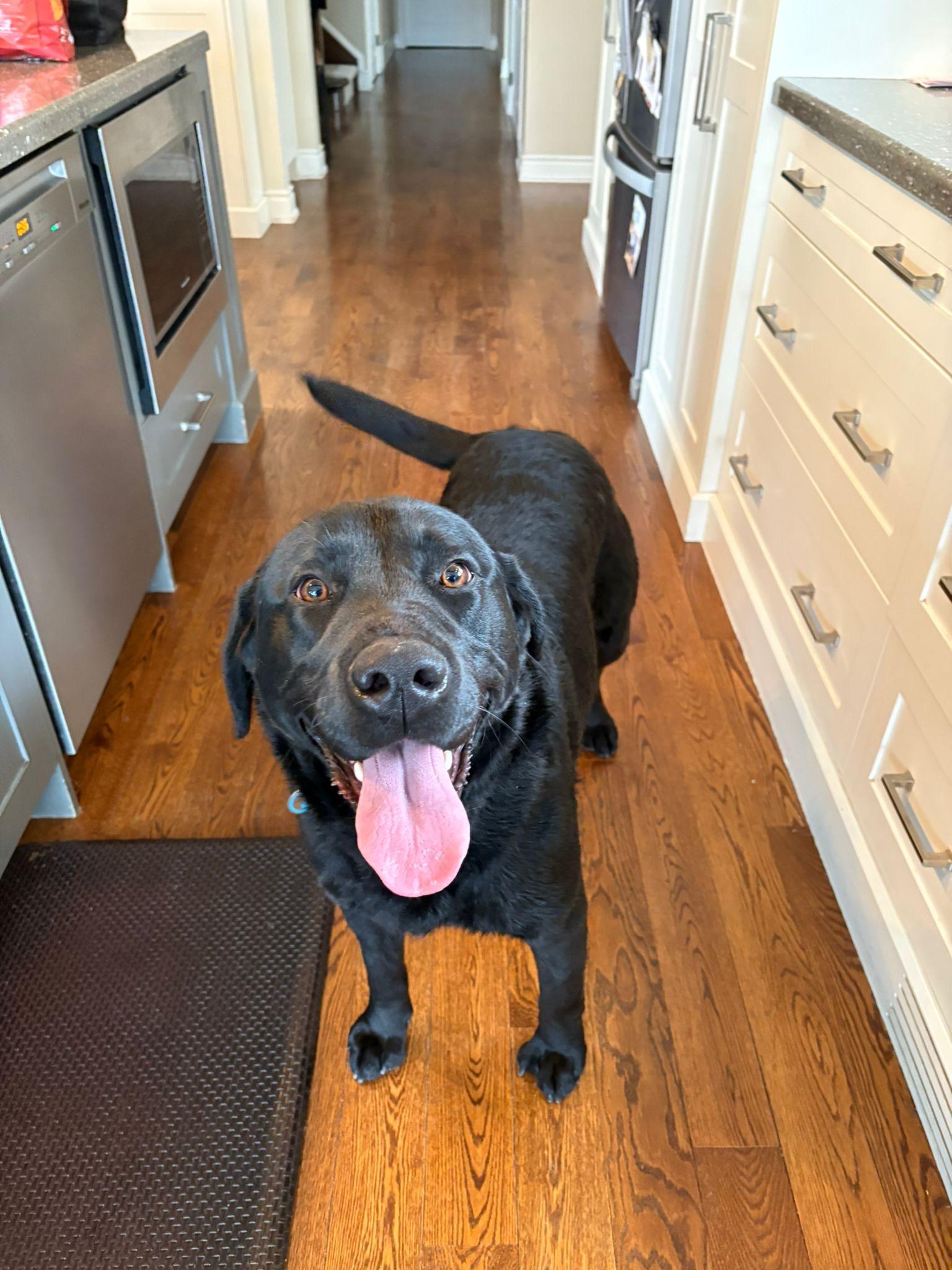 Enlarge Luke, an adopted Labrador Retriever in Oakville, ON image 4/6