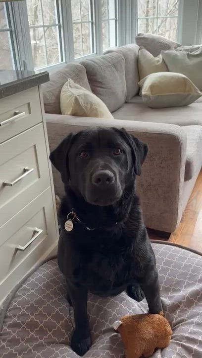 Enlarge Luke, an adopted Labrador Retriever in Oakville, ON video 6/6