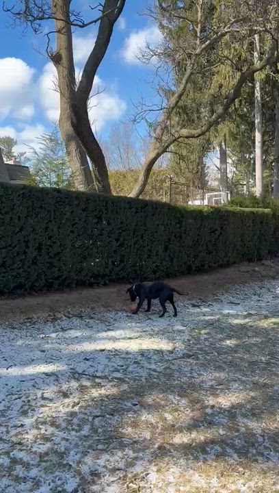 Enlarge Luke, an adopted Labrador Retriever in Oakville, ON video 3/6