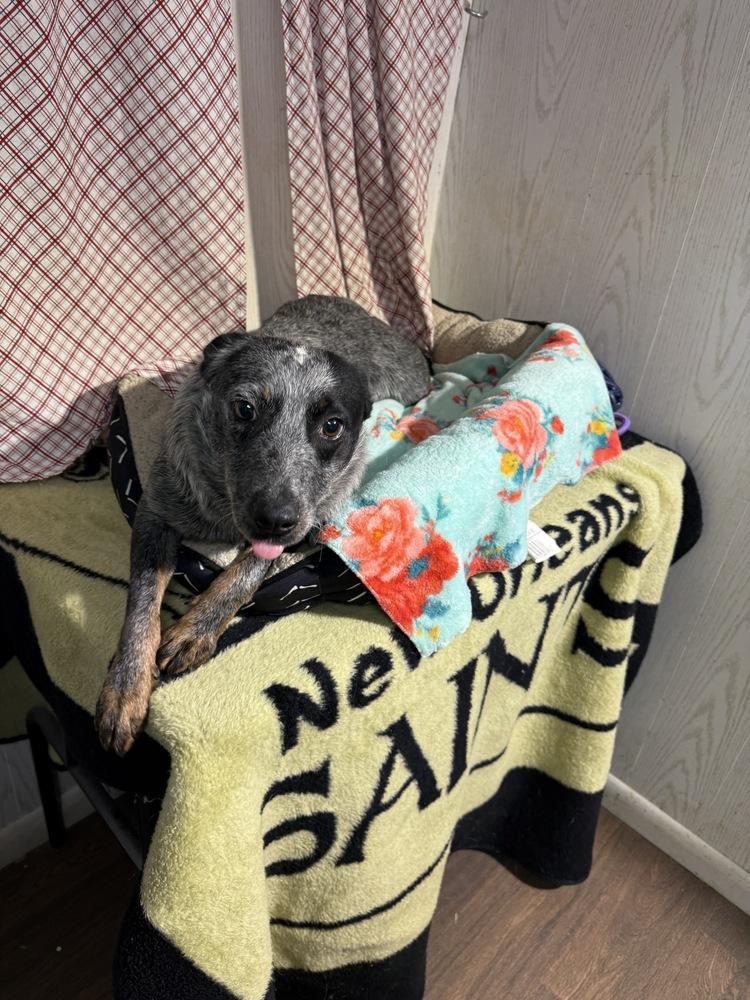 LACE, Adopted, Young Female Australian Cattle Dog / Blue Heeler.