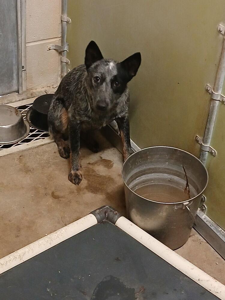 Enlarge LACE, a Adopted Australian Cattle Dog / Blue Heeler in Opelousas, LA image 2/2