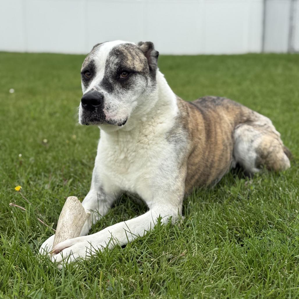 Sophie, Adoptable, Adult Female Mixed Breed.