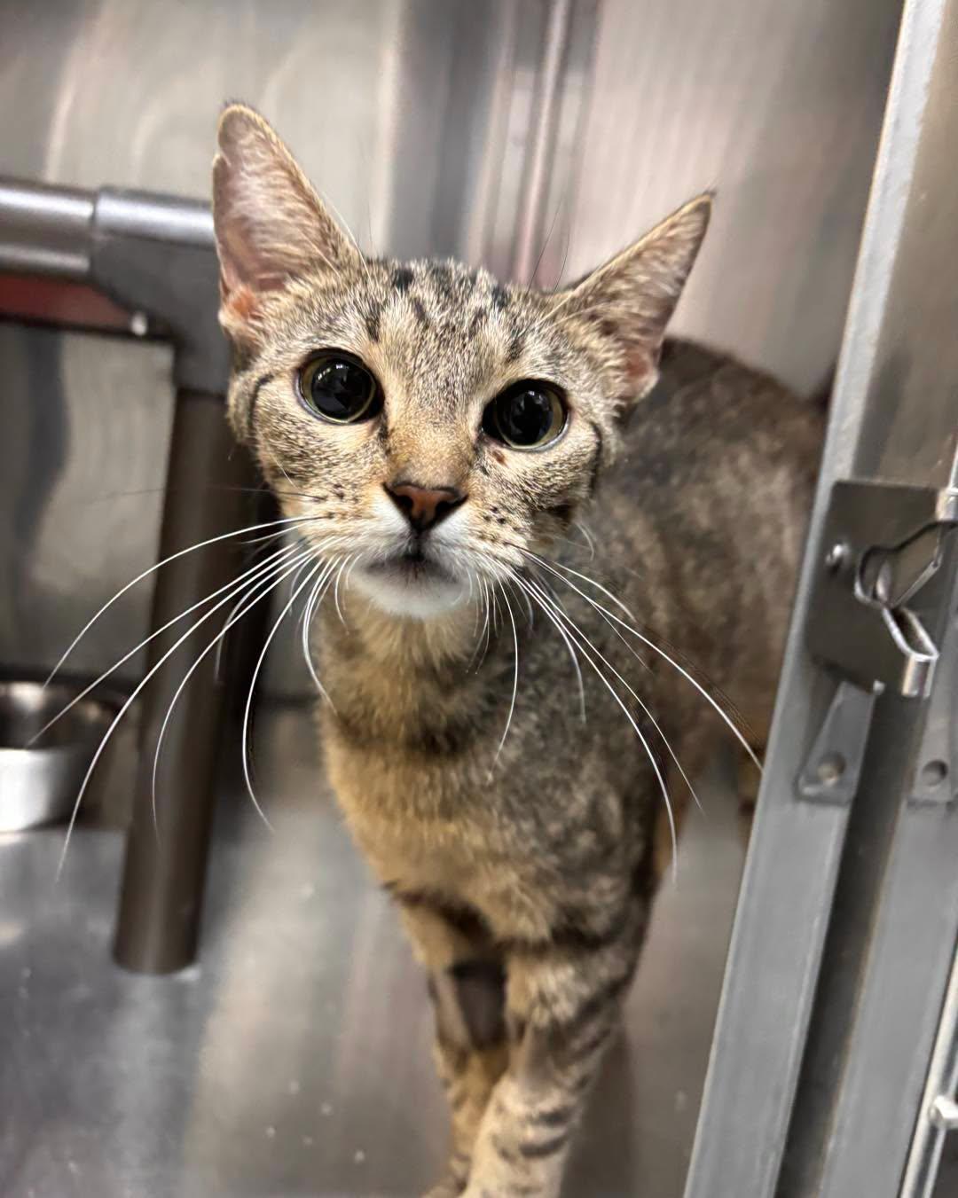 Precious, ADOPTABLE, Adult Female Domestic Short Hair.