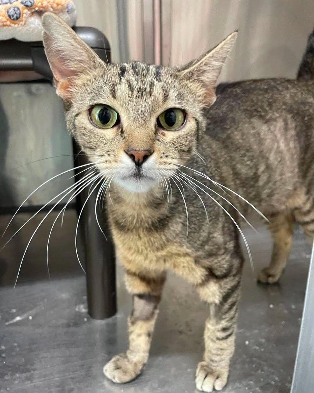 Precious, ADOPTABLE, Adult Female Domestic Short Hair.