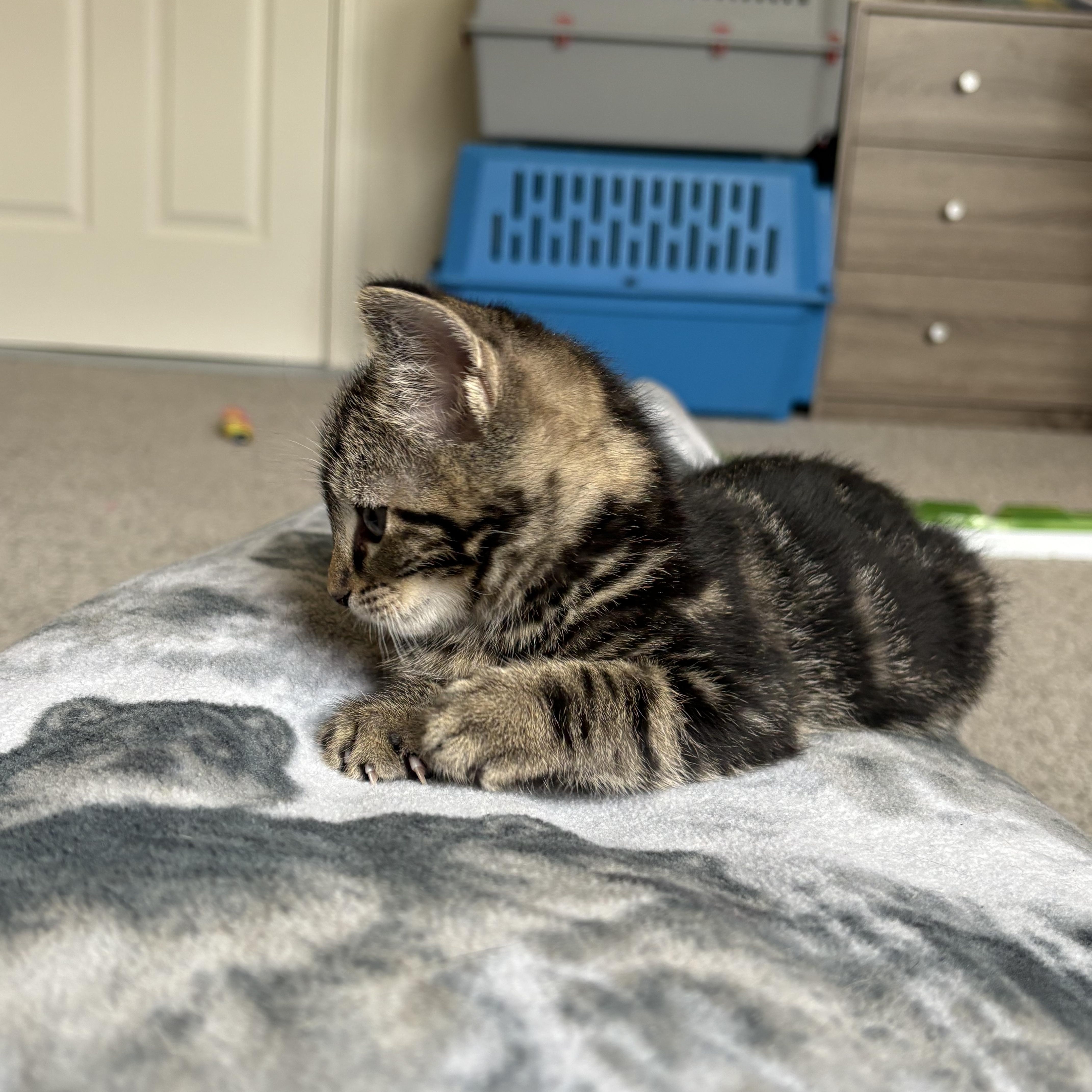 Olimar, an adopted Domestic Short Hair in Indianapolis, IN image 2/2