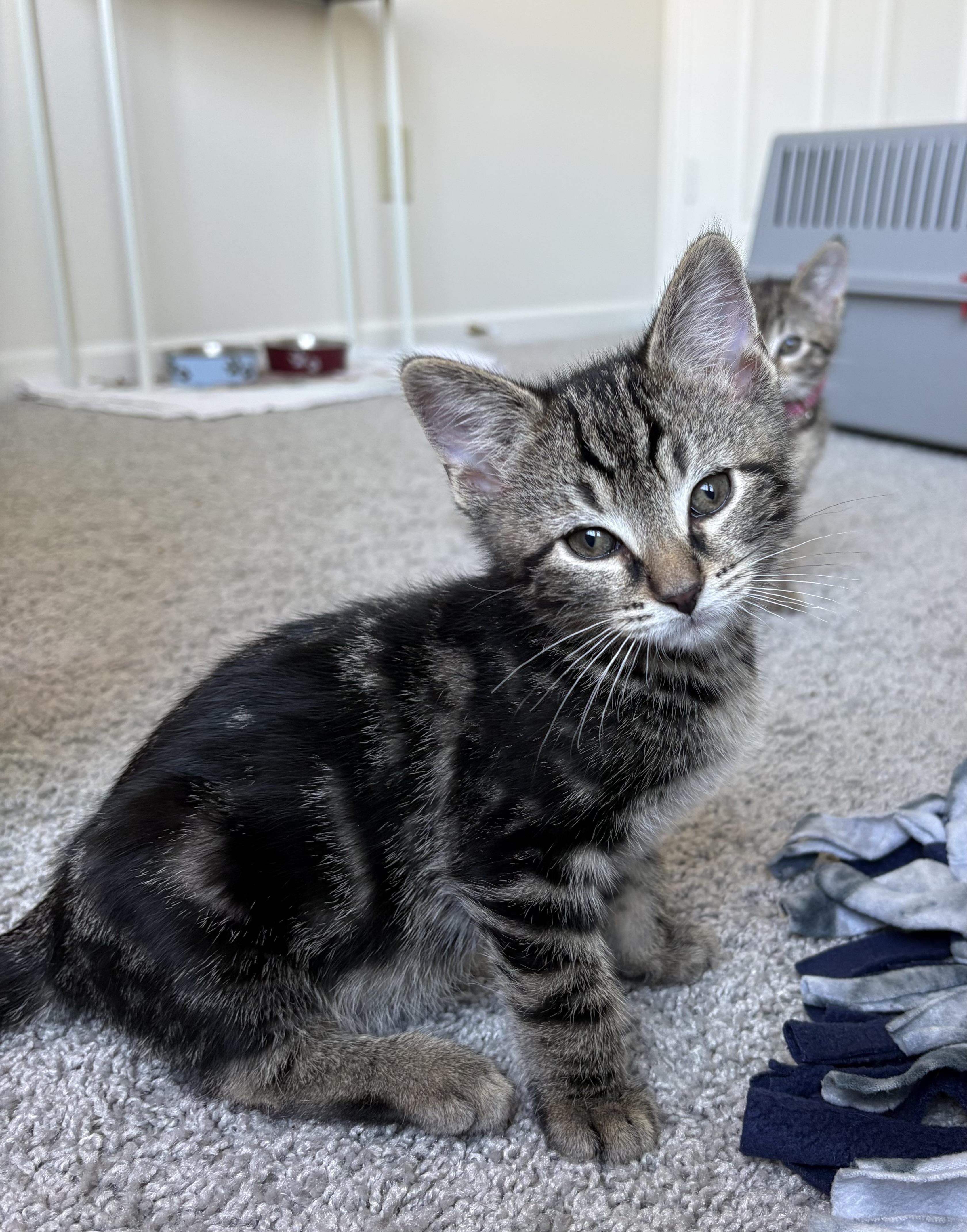 Olimar, an adopted Domestic Short Hair in Indianapolis, IN image 1/2