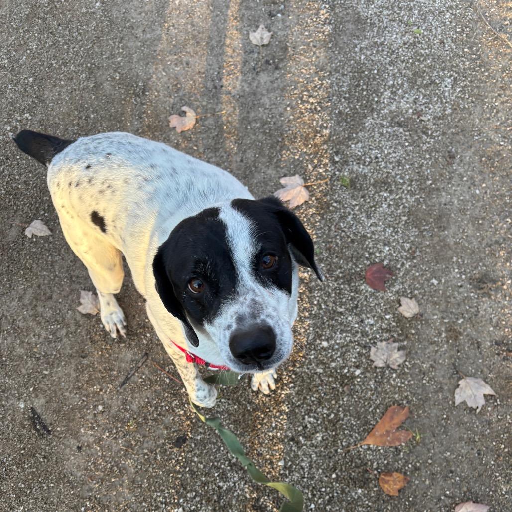 Enlarge Ranger, a Adoptable mixed breed in Novelty, OH image 2/6