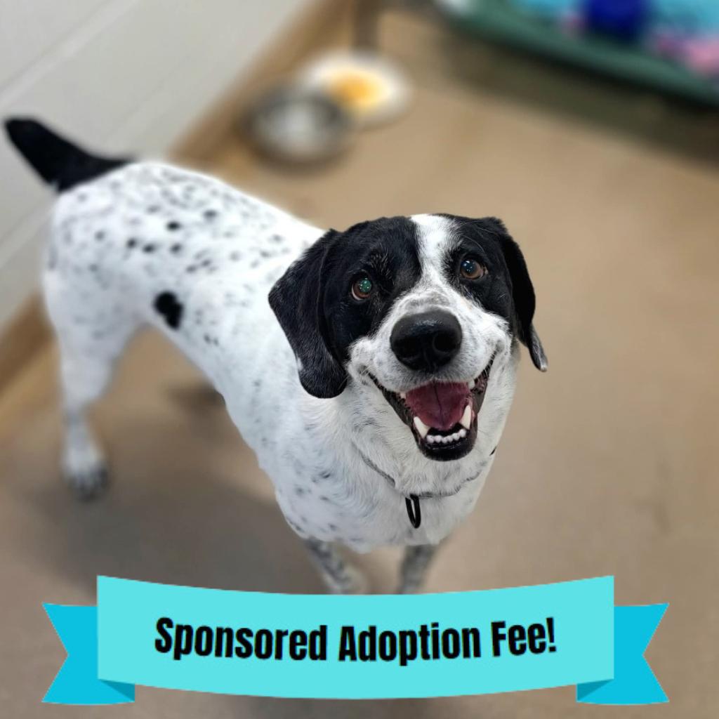 Enlarge Ranger, a Adoptable mixed breed in Novelty, OH image 3/6