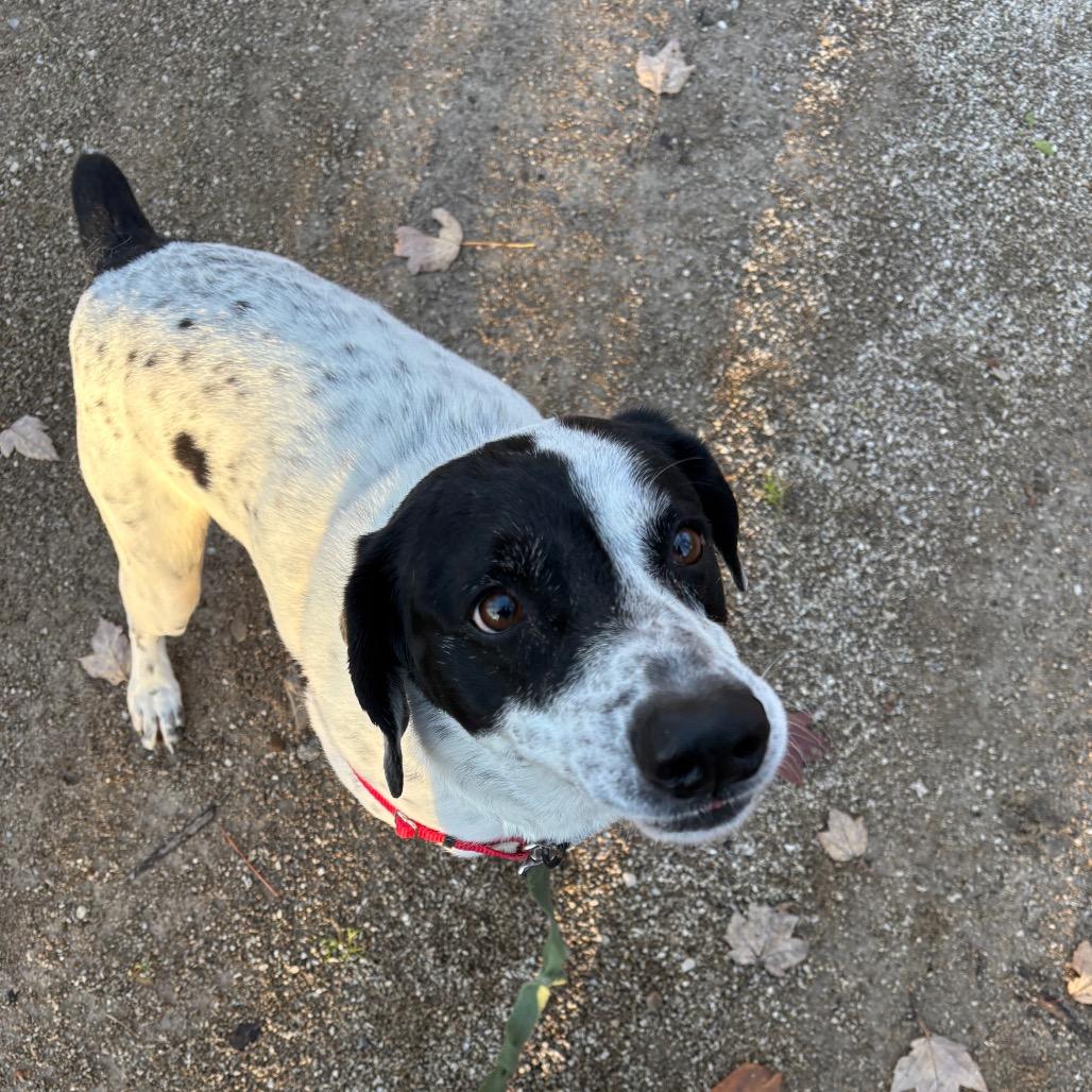 Enlarge Ranger, a Adoptable mixed breed in Novelty, OH image 6/6