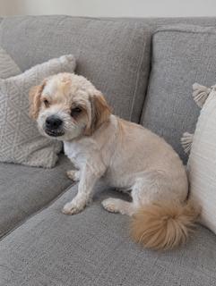 Denny, Adoptable, Senior Male Maltese & Shih Tzu.