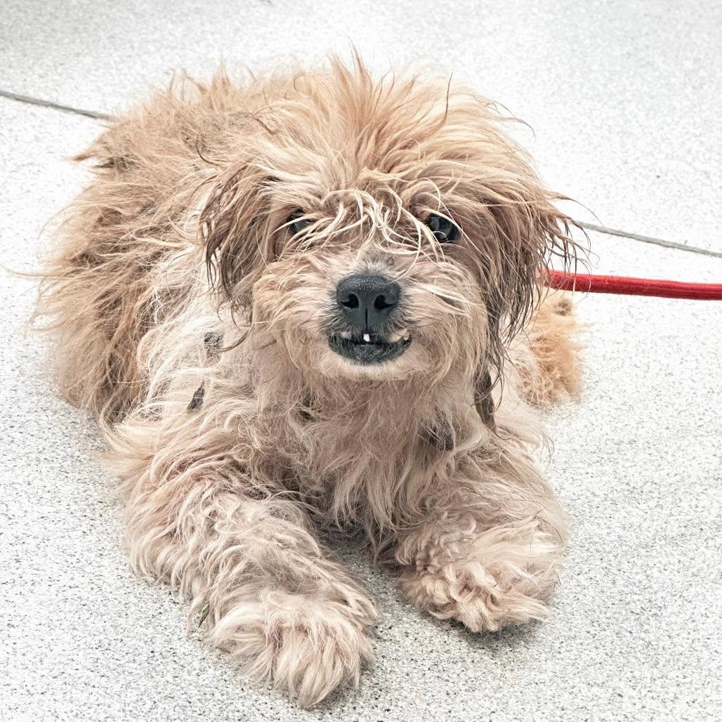 Enlarge Denny {COMING SOON}, a Adoptable mixed breed in Nashville, TN image 1/1