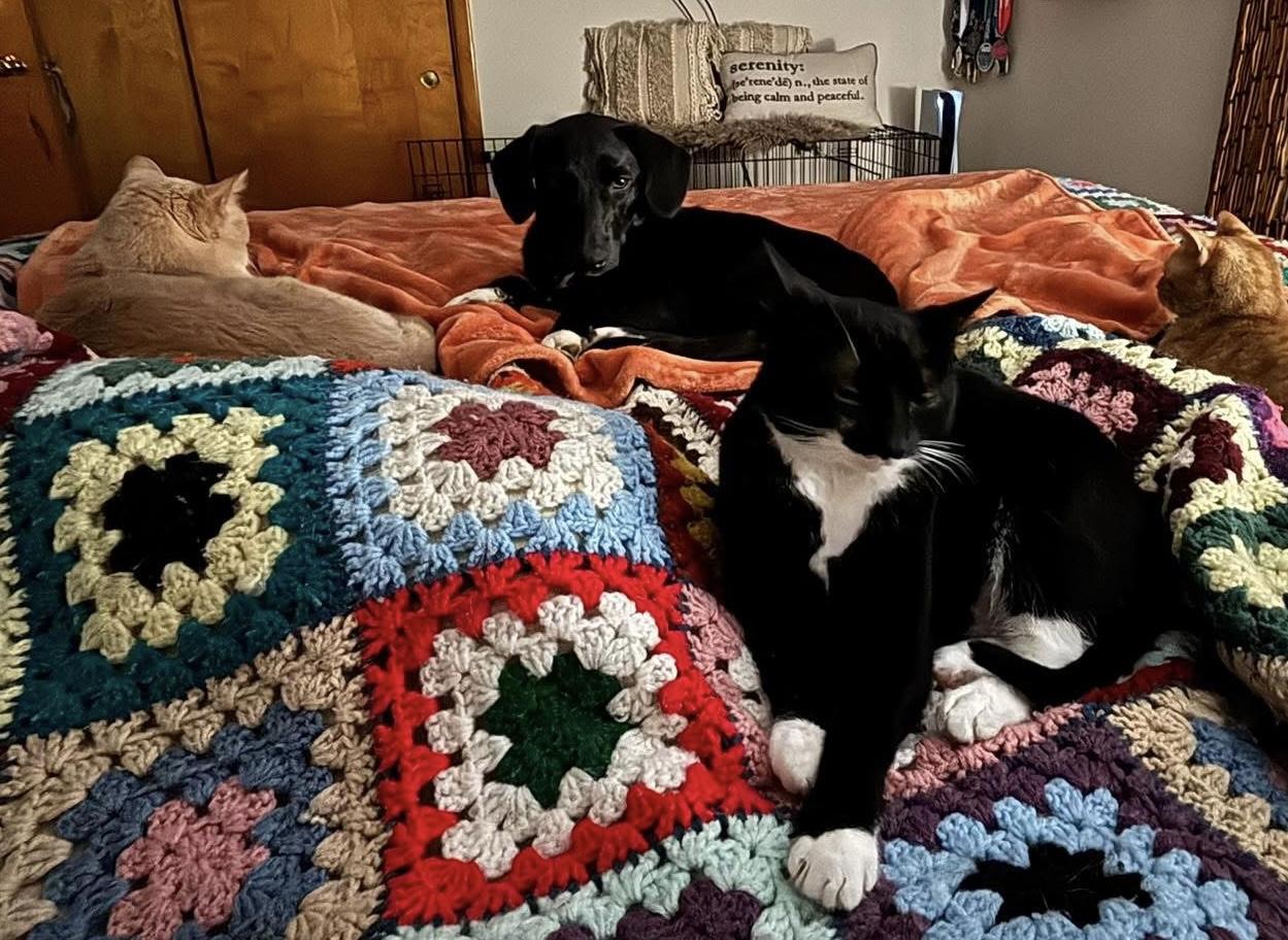 Enlarge Caroline, an adopted mixed breed in Owensboro, KY image 6/6