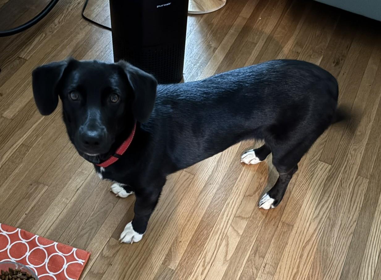 Enlarge Caroline, an adopted mixed breed in Owensboro, KY image 4/6