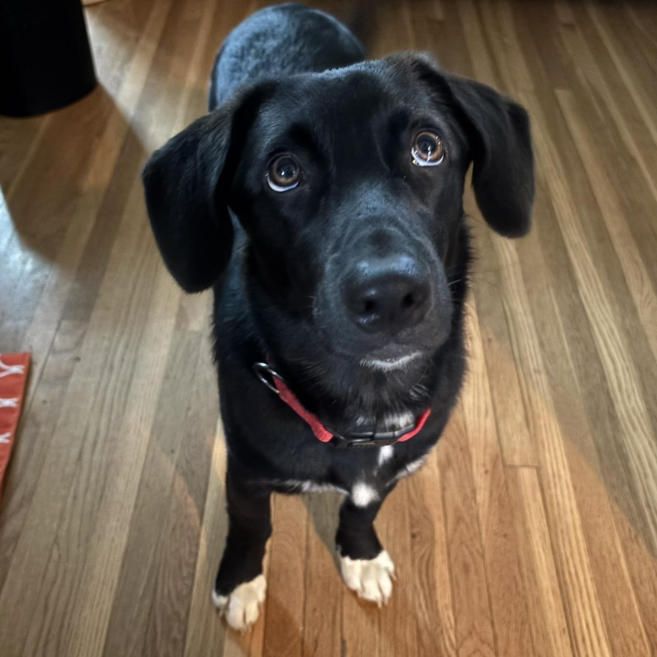 Enlarge Caroline, an adopted mixed breed in Owensboro, KY image 1/6