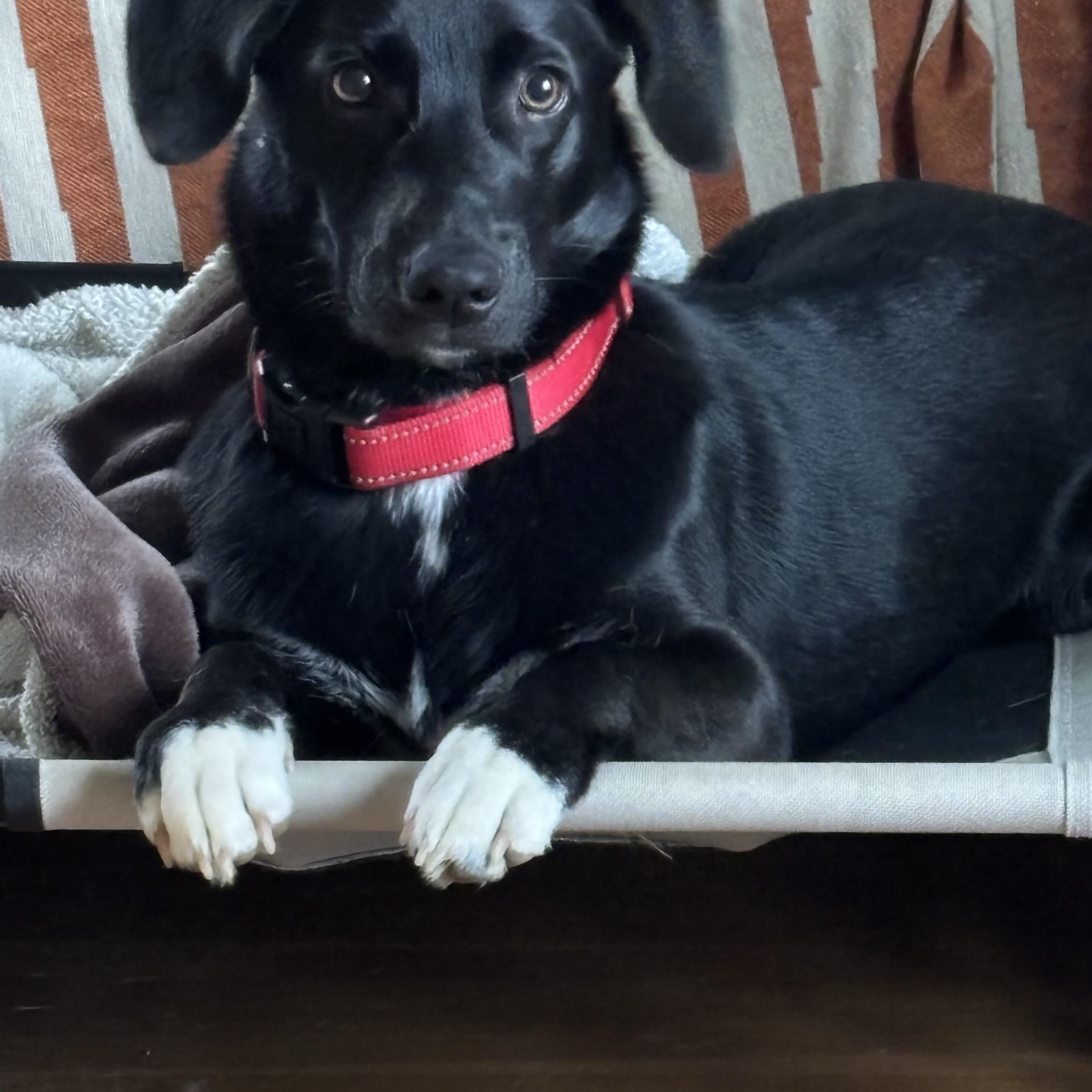 Enlarge Caroline, an adopted mixed breed in Owensboro, KY image 2/6