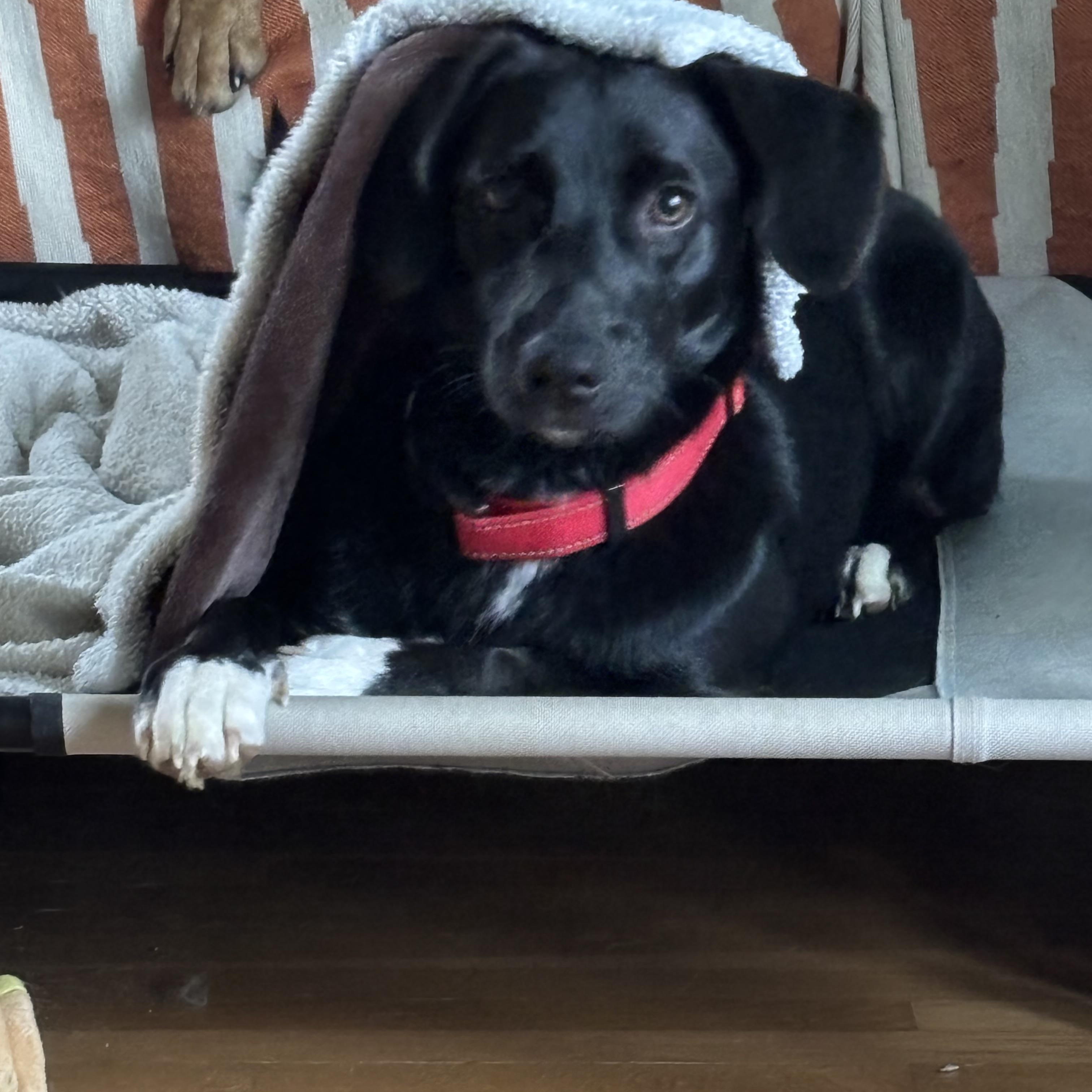 Enlarge Caroline, an adopted mixed breed in Owensboro, KY image 5/6