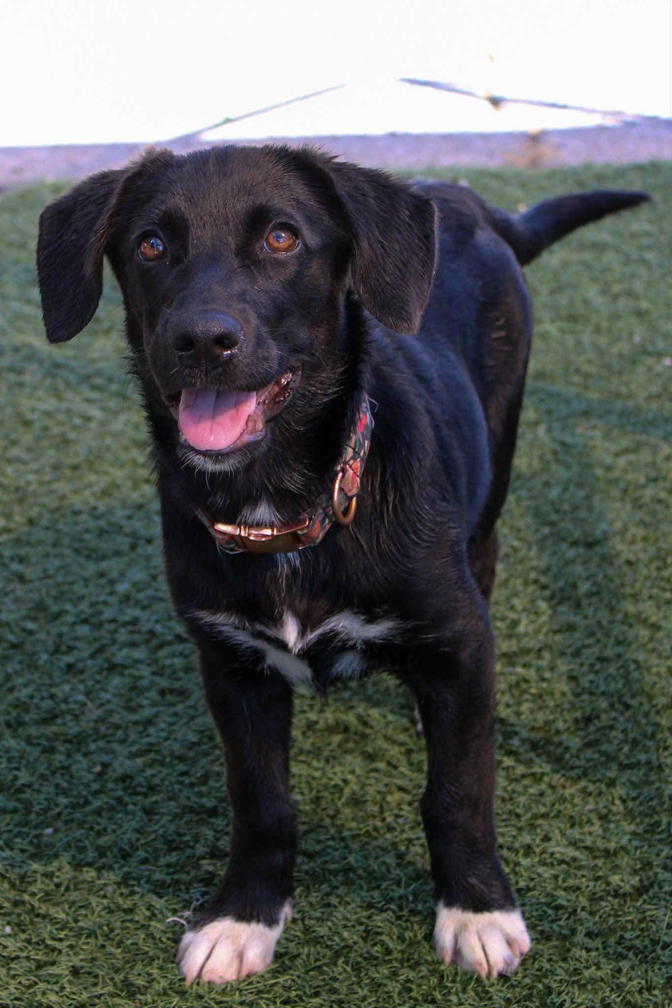 Caroline, Adoptable, Puppy Female Black Labrador Retriever & Dachshund.