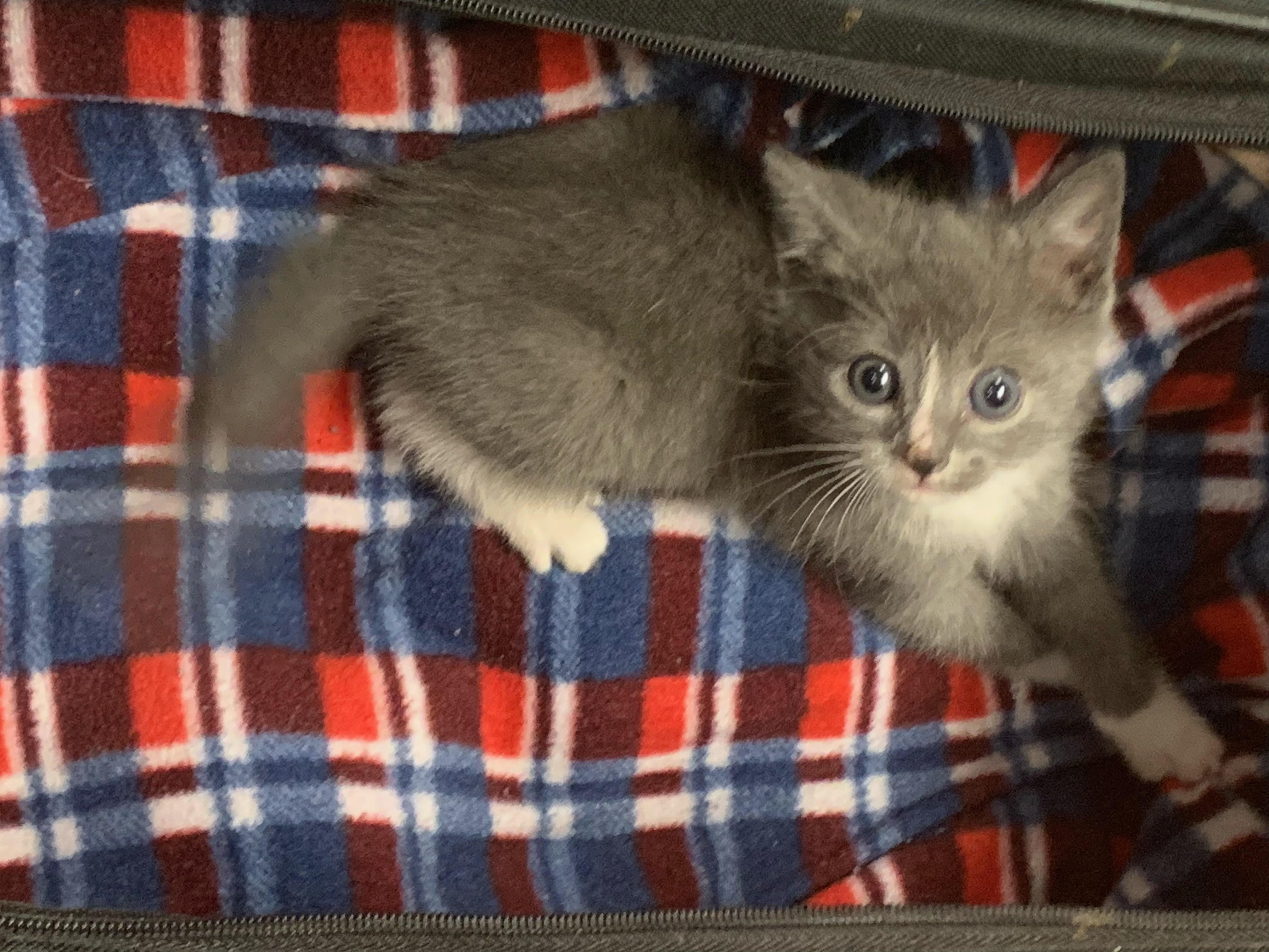 Enlarge Bumpy, a Adoptable Domestic Short Hair in Greensboro, NC image 1/1