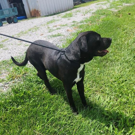 Enlarge Eddie, a Adoptable Mixed Breed in Brookfield, MO image 1/1