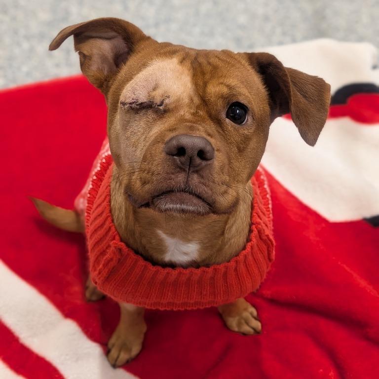 Ruby, Adoptable, Adult Female Pit Bull Terrier.