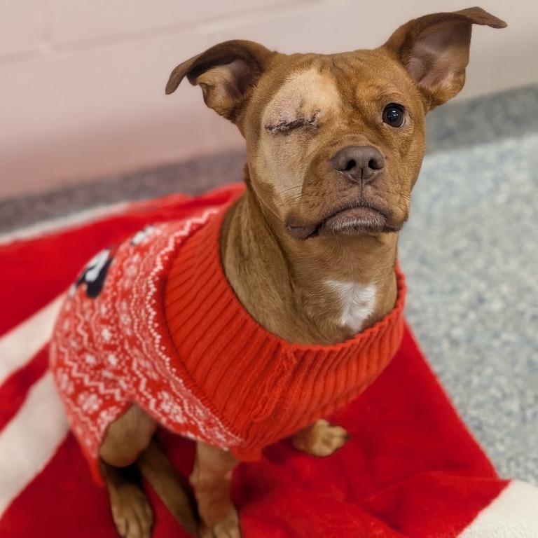 Ruby, a Adoptable Pit Bull Terrier in Prairie du Chien, WI image 2/2