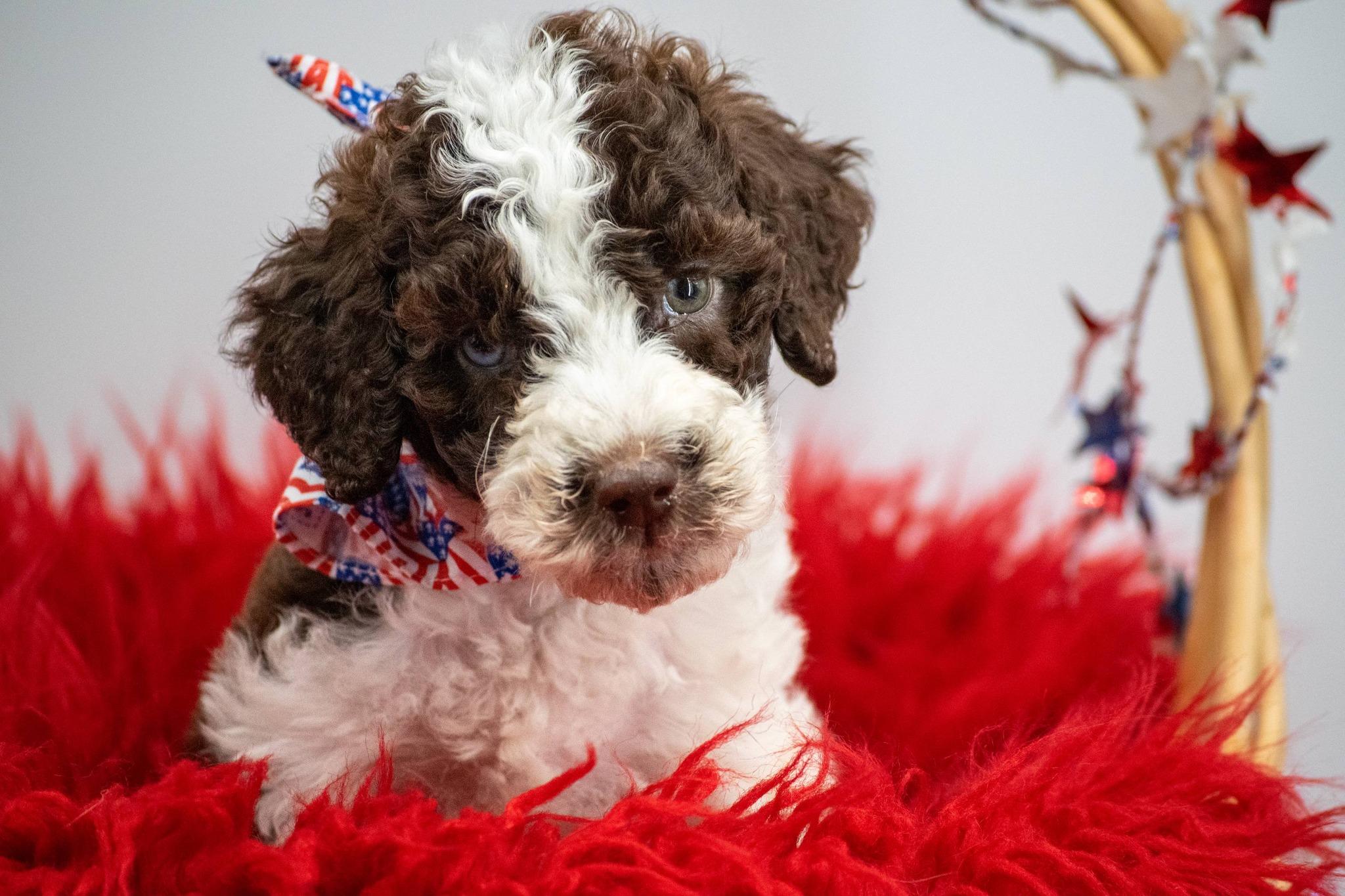White, an adopted Labradoodle in Sevierville, TN image 4/4