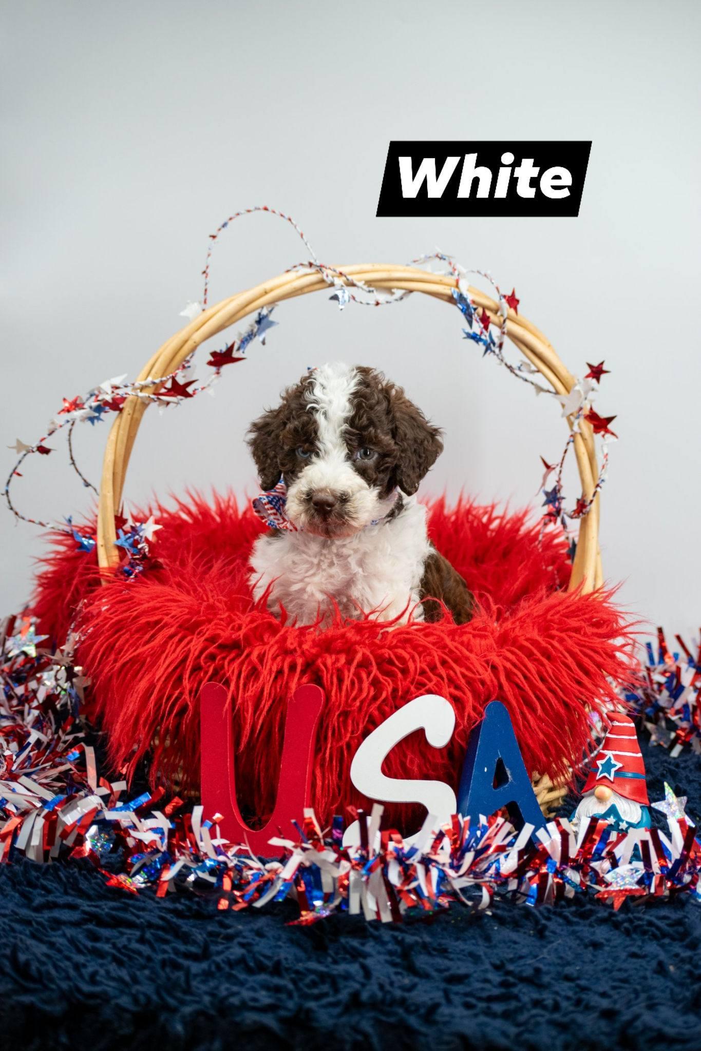 White, adopted, Puppy Male Labradoodle.