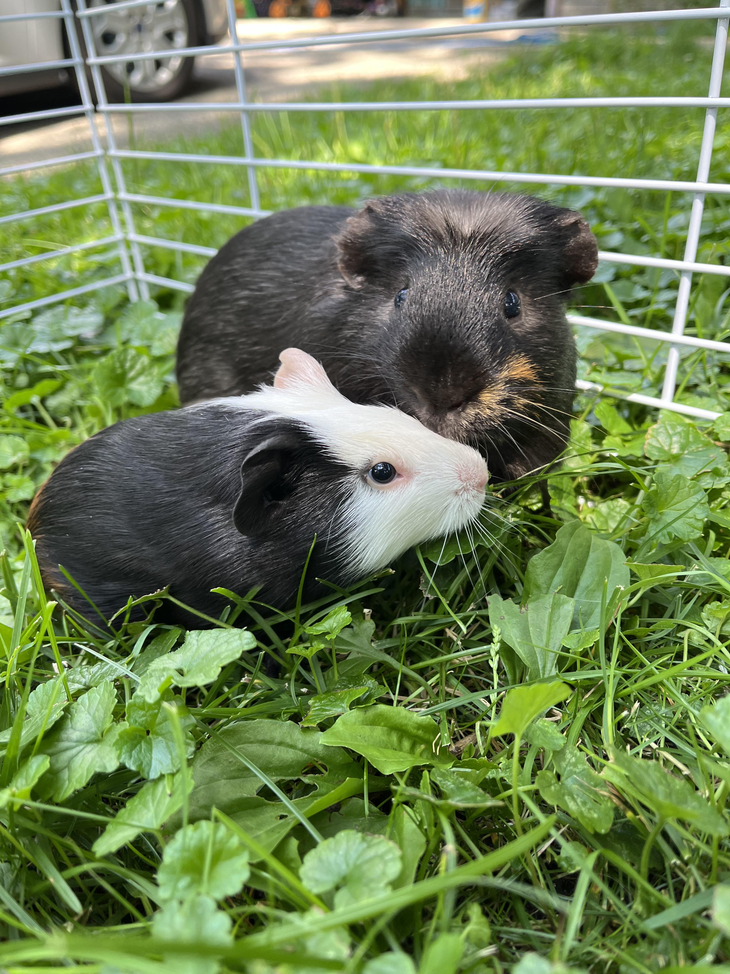 Fig & Pibb BONDED PAIR, a Adoptable Guinea Pig in Minneapolis, MN image 4/6