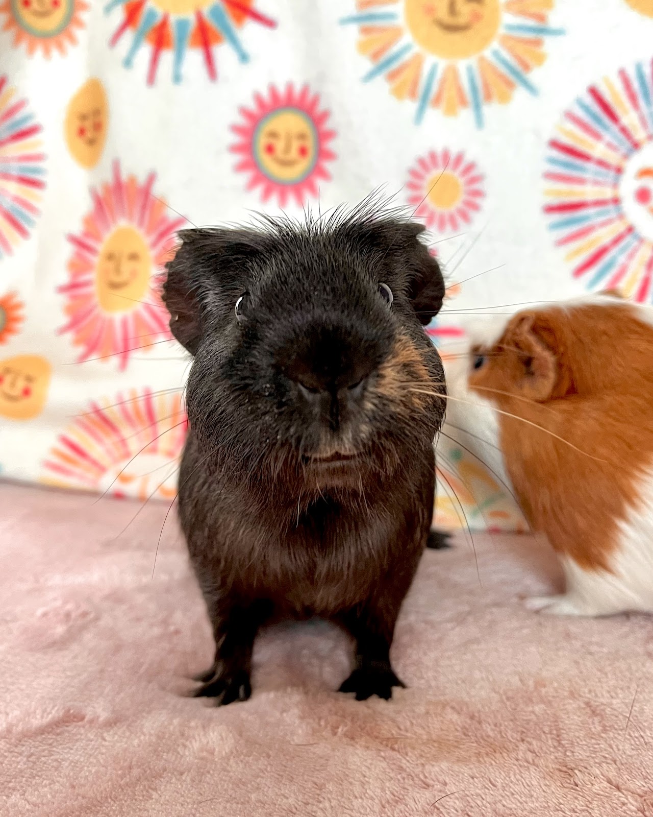 Fig & Pibb BONDED PAIR, a Adoptable Guinea Pig in Minneapolis, MN image 5/6