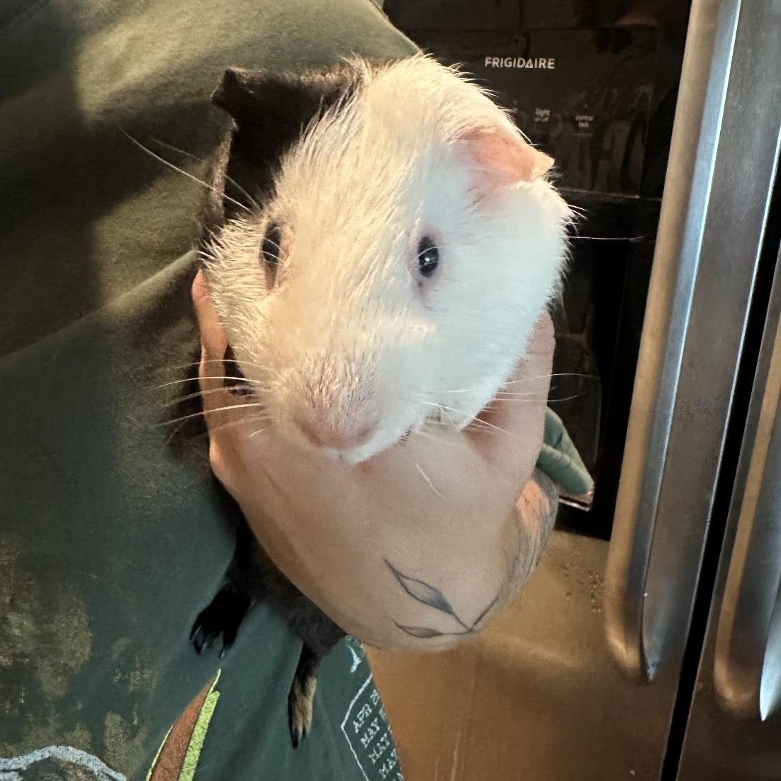Fig & Pibb BONDED PAIR, a Adoptable Guinea Pig in Minneapolis, MN image 3/6