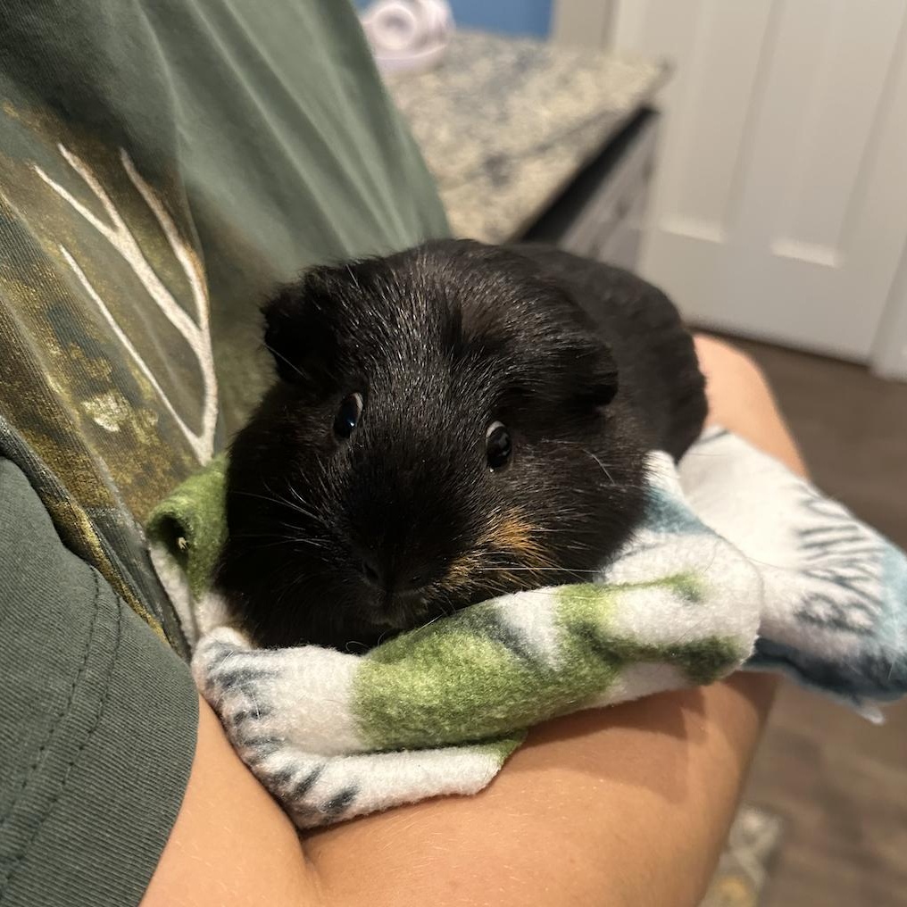 Fig & Pibb BONDED PAIR, a Adoptable Guinea Pig in Minneapolis, MN image 2/6