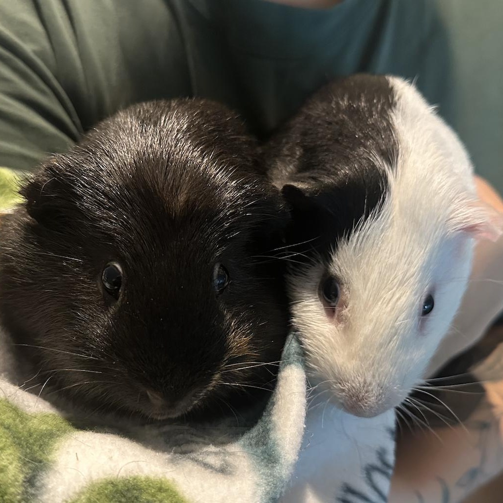 Fig & Pibb BONDED PAIR, a Adoptable Guinea Pig in Minneapolis, MN image 1/6