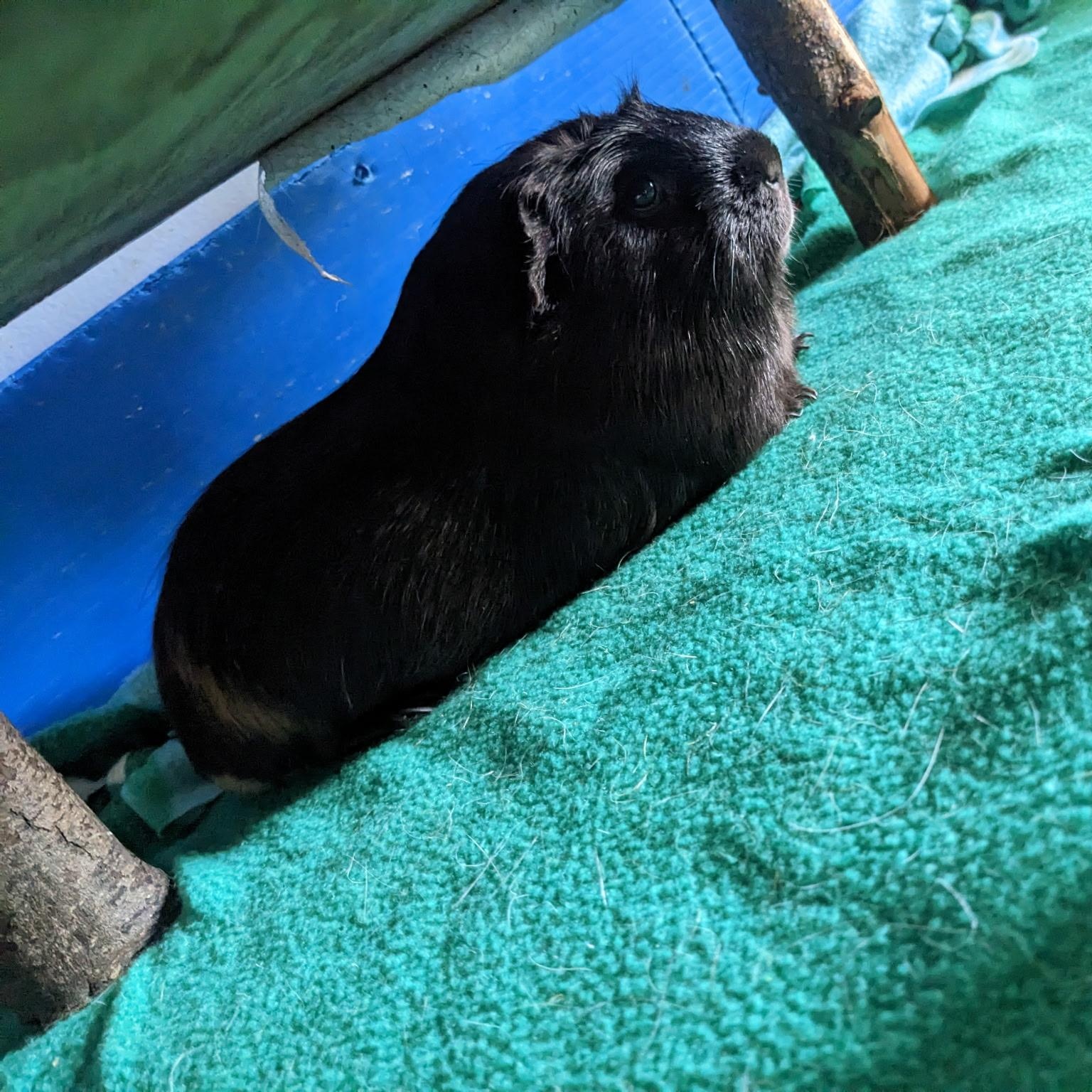 Fig & Pibb BONDED PAIR, a Adoptable Guinea Pig in Minneapolis, MN image 6/6